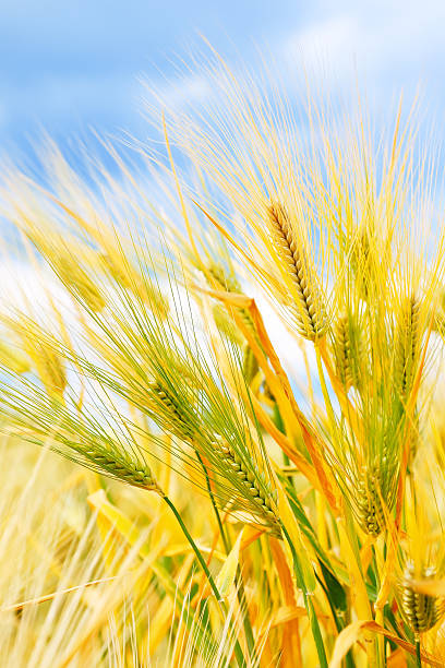 istock Close up of ripe wheat ears 492678947