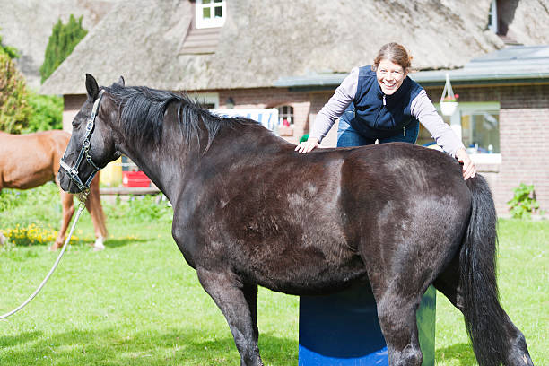 istock Female veterinarian performing chiropractics 492679071