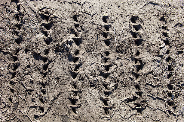 istock Caterpillar tracks traces on the ground 492679181