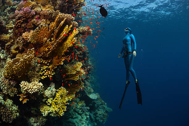 Freediver Underwater shot of the lady free diver ascending along the vivid coral reefs. Red Sea, Egypt diving into water stock pictures, royalty-free photos & images