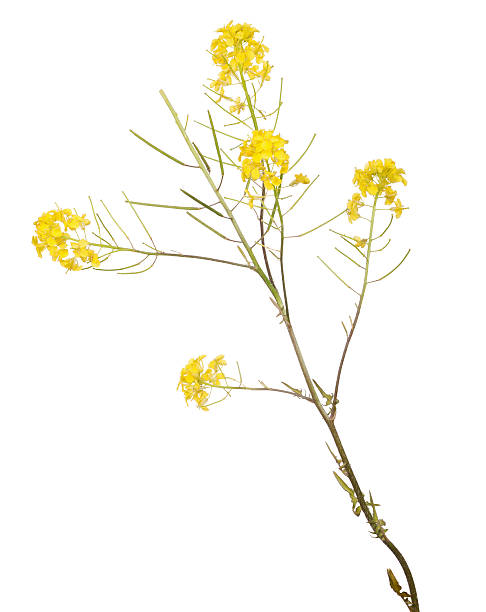 istock small gold isolated wild flowers 492679988