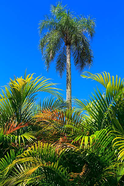 Palm trees & Tropical Rainforest blue sky - Florida, USA