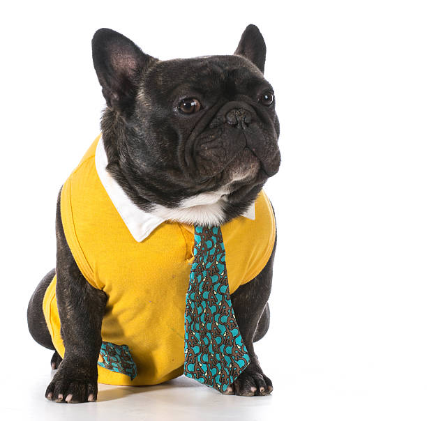 istock male french bulldog 492680037
