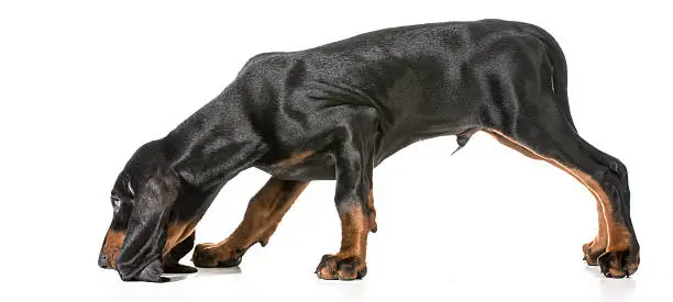 hunting dog - black and tan coonhound sniffing the ground on white background