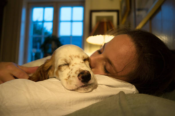 little puppy sleeps upside down, spaniel sleeps at home on the floor, cute baby puppy, rest and relaxation