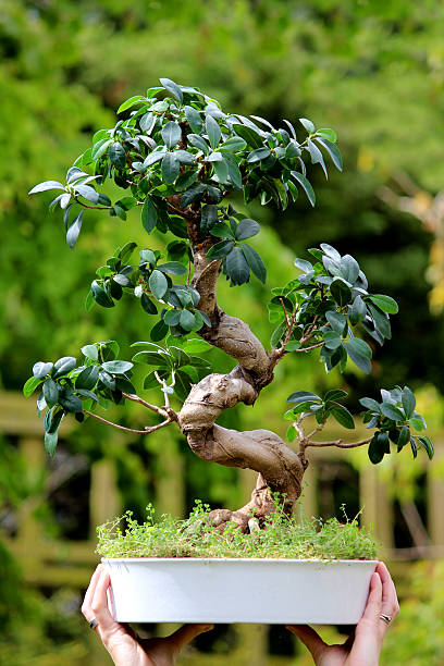 S-shaped fig bonsai tree (ficus microcarpa ginseng), held in hands Photo showing a Japanese bonsai tree being held up in the air, by hands, with a blurred green background.  This medium sized tree in an S-shaped (informal upright) fig bonsai - Latin name: ficus microcarpa ginseng. ficus microcarpa bonsai stock pictures, royalty-free photos & images