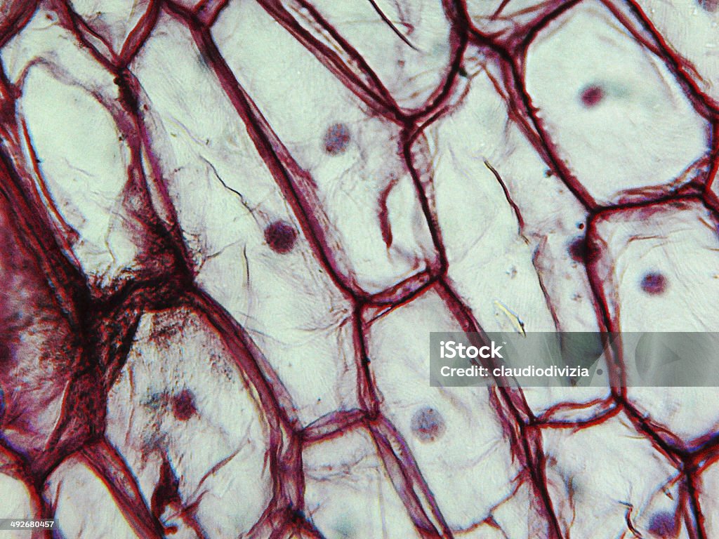 Micrografía epidermus cebolla - Foto de stock de Cebolla libre de derechos