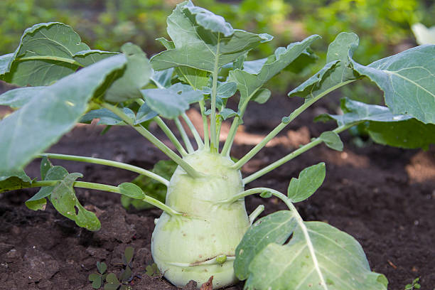 istock Cabbage kohlrabi with foliage growing in the garden 492680466