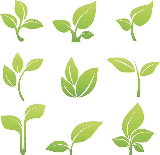 зеленый зеленый символ вектор икона набор - abstract leaf curve posing stock illustrations