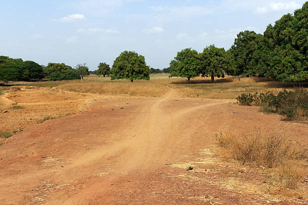 Dry tropical savanna, Burkina Faso