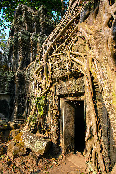 istock Giant tree covering stones of the ancient Ta Prohm 492682565