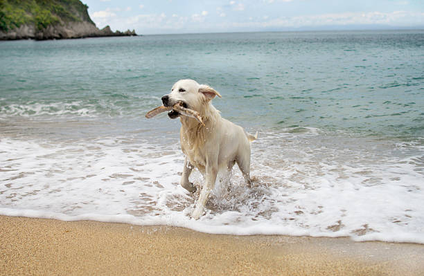 istock labrador retriever dog playing on ocean beach 492683035