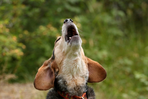 A photograph of a Beagle howling.