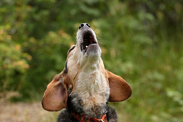 Howling Beagle A photograph of a Beagle howling. barking animal photos stock pictures, royalty-free photos & images