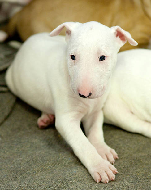 istock Sad looking bull terrier puppy 492683347