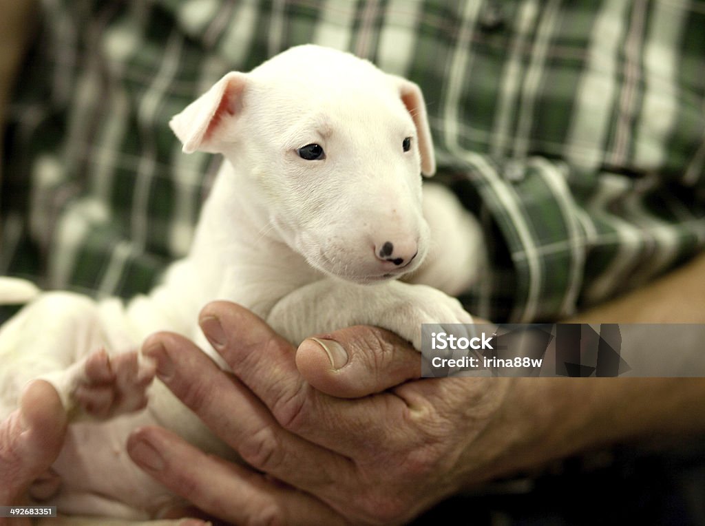 Bull terrier puppy resting on the arms Cute bull terrier puppy restin on old man's arms Adult Stock Photo