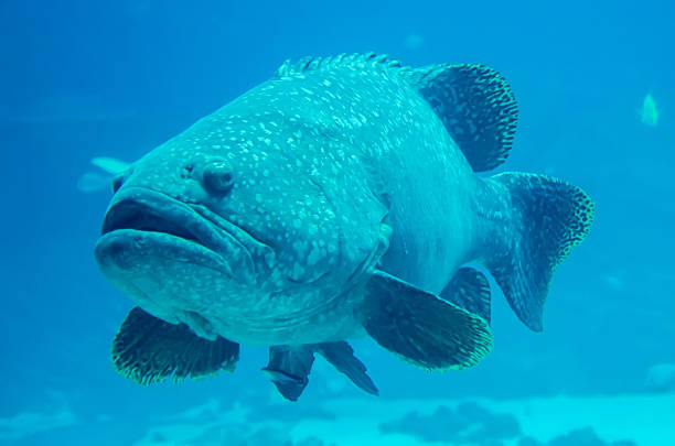 istock giant grouper fish looking at diver 492684001