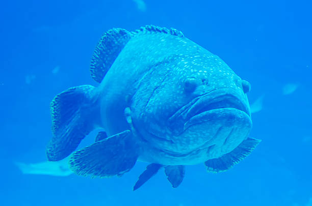 istock giant grouper fish looking at diver 492684003