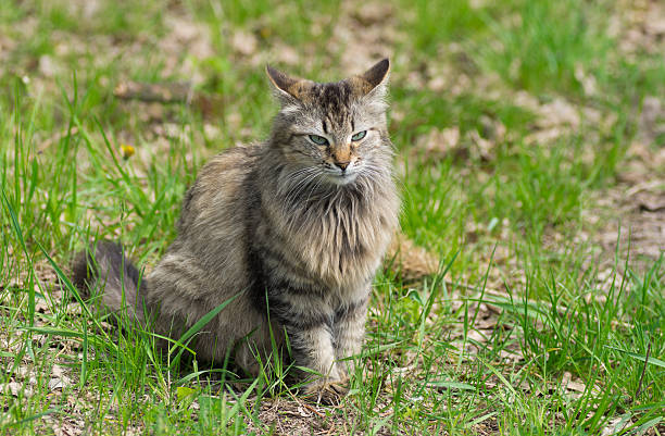istock Full body portrait of long-haired cat 492684079