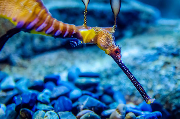 istock Weedy Seadragon (Phyllopteryx taeniolatus), Looks like a seaweed 492684255