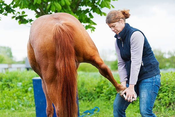istock Female veterinarian performing chiropractics 492684303