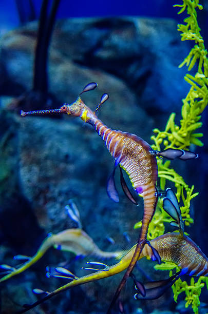 istock Weedy Seadragon (Phyllopteryx taeniolatus), Looks like a seaweed 492684317
