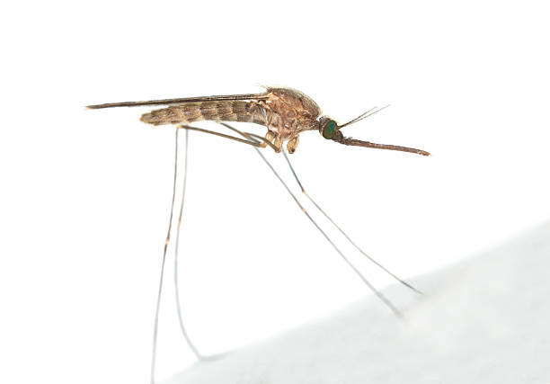 Mosquito Anopheles maculipennis resting on surface stock photo