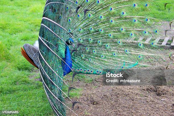 Foto de Vista Lateral De Um Pavão Macho Exibindo De Pássaros Fanning Penas e mais fotos de stock de Abrir em Leque