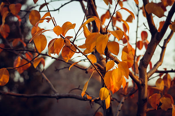 сухая осень leafes на дерево - autumn light leafes color image стоковые фото и изображения