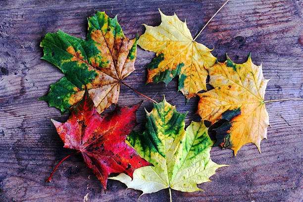 istock colorful autumn leaves 492694324