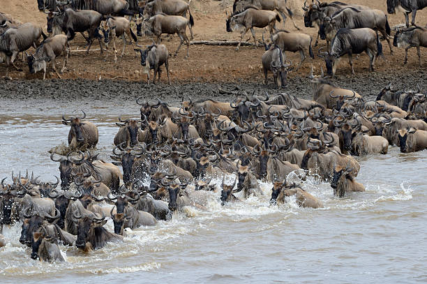 istock Wildebeest crossing the Mara river 492695580