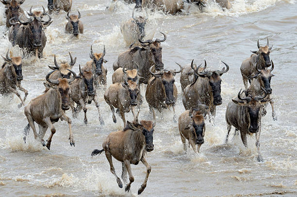 istock Wildebeest crossing the Mara river 492695612
