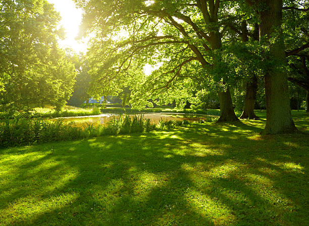 été park à hambourg, en allemagne - sunlight summer grass landscaped photos et images de collection