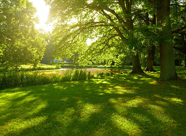parco estivo ad amburgo, germania - formal garden beautiful beauty in nature spring foto e immagini stock