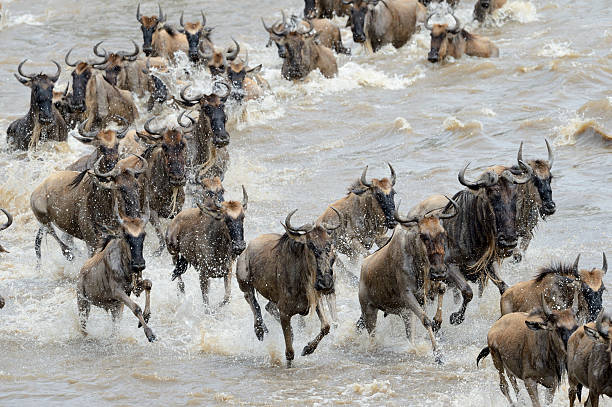 istock Wildebeest crossing the Mara river 492695652