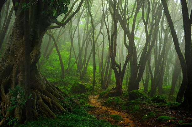 istock Nepal jungle fog 492695656