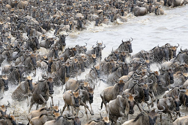 istock Wildebeest crossing the Mara river 492696166