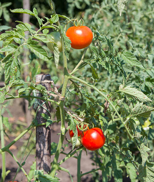 istock Ripe fresh tomatoes growing on the vine 492696202