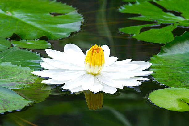 istock Blue lotus on the pond 492696558