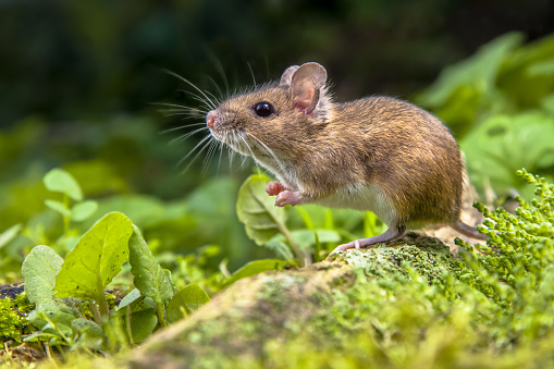 Wild Wood mouse resting on the root of a tree on the forest floor with lush green vegetation