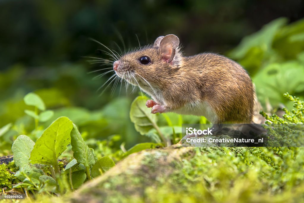 Wood mouse on root of tree Wild Wood mouse resting on the root of a tree on the forest floor with lush green vegetation Mouse - Animal Stock Photo