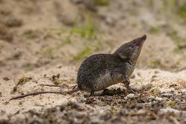 shrewmouse shrew
