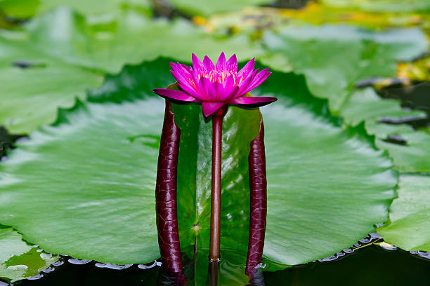 핑크 바하이 - lotus japan water lily vegetable garden 뉴스 사진 이미지