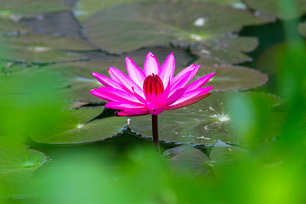 loto rosa - lotus japan water lily vegetable garden foto e immagini stock