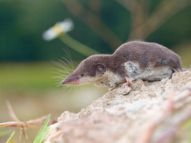 istock Bicolored White-toothed Shrew 492697014