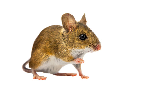 Wood mouse (Apodemus sylvaticus) with cute brown eyes looking in the camera on white background