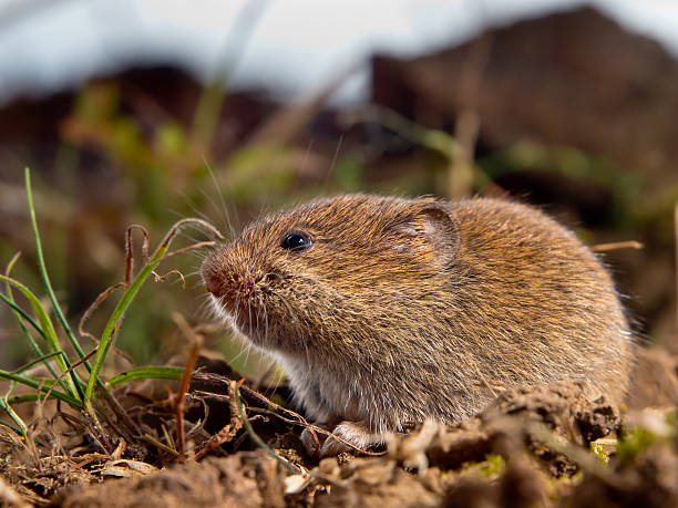 공통접지 들쥐 (Microtus arvalis) 필드에서 육상용 스톡 사진