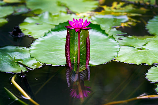 핑크 바하이 - lotus japan water lily vegetable garden 뉴스 사진 이미지