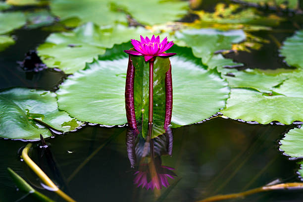 розовый лотус - lotus japan water lily vegetable garden стоковые фото и изображения