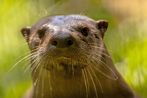 Nose and whiskers of a European Otter (lutra lutra), an endagered species in all of Western Europe